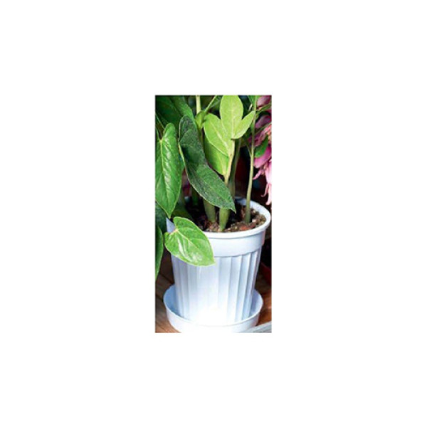 ΓΛΑΣΤΡΑ ΜΕ ΠΙΑΤΑΚΙ ΙΟΛΗ ΛΕΥΚΗ Φ30Χ25